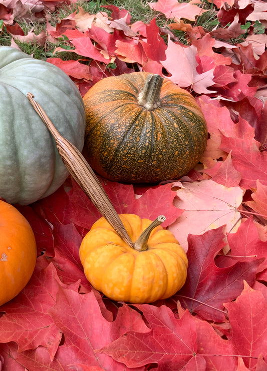 6.5mm/K10.5 Zebrawood